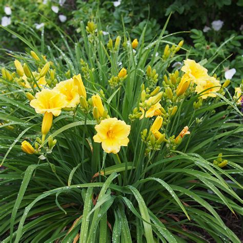 stella dior lilies|pictures of stella d'oro daylily.